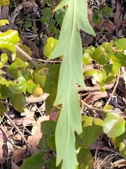 Bossiaea bossiaeoides