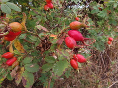 Rosa rubiginosa