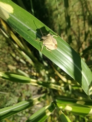 Carpocoris fuscispinus