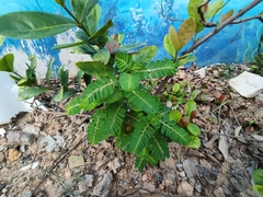 Phyllanthus urinaria