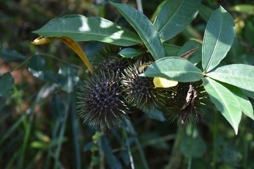 Allamanda schottii