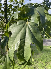 Brachychiton acerifolius