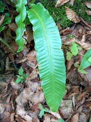 Asplenium scolopendrium scolopendrium