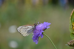 Aporia crataegi