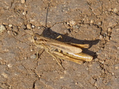 Chorthippus apricarius