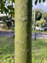 Brachychiton acerifolius