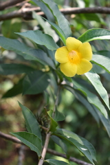 Allamanda schottii