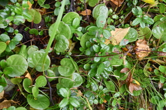Pyrola asarifolia incarnata