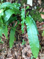 Asplenium scolopendrium scolopendrium