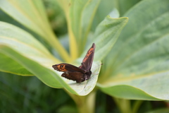 Erebia ligea