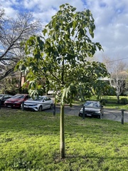 Brachychiton acerifolius