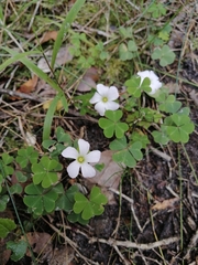 Oxalis incarnata