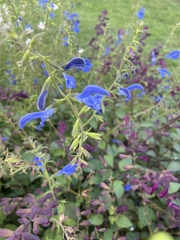 Salvia