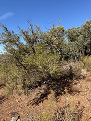 Juniperus thurifera