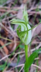 Pterostylis alpina
