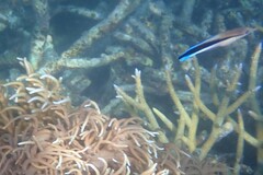 Labroides dimidiatus