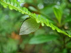 Curetis santana