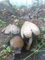 Coprinopsis romagnesiana