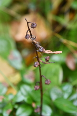 Pyrola asarifolia incarnata