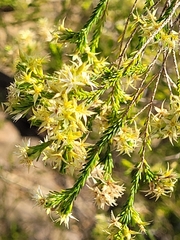 Calytrix achaeta