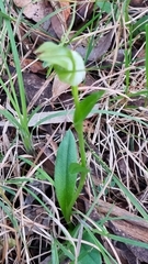 Pterostylis alpina