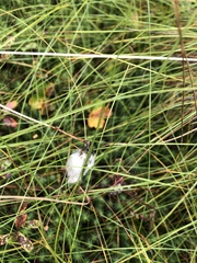 Eriophorum vaginatum