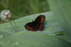 Erebia ligea