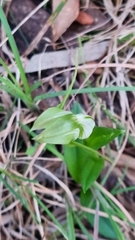 Pterostylis alpina