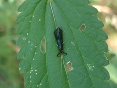 Mystacides azureus