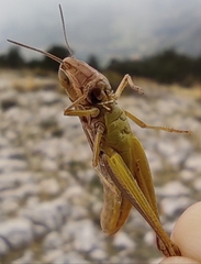 Euchorthippus declivus