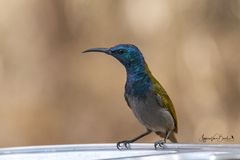 Cyanomitra verticalis