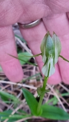 Pterostylis alpina