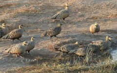 Pterocles gutturalis