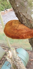 Inonotus hispidus