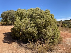 Juniperus oxycedrus