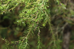 Melaleuca bracteata