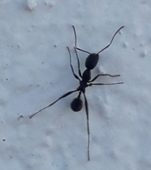 Aphaenogaster senilis