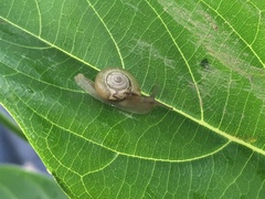 Helicarionoidea