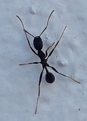 Aphaenogaster senilis