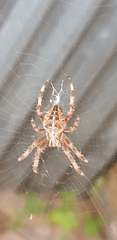 Inonotus hispidus