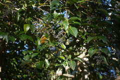 Ligustrum lucidum