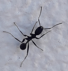 Aphaenogaster senilis