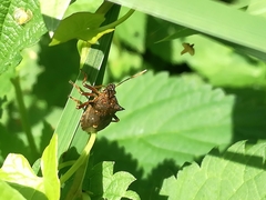 Picromerus bidens