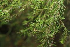 Melaleuca bracteata