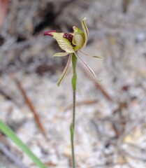 Caladenia pachychila