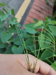Digitaria setigera