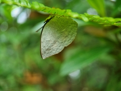 Curetis santana