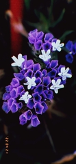 Limonium sinuatum