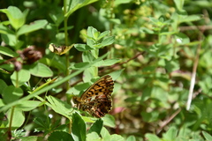 Boloria titania