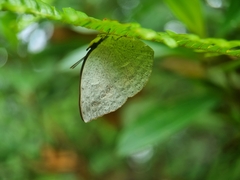 Curetis santana